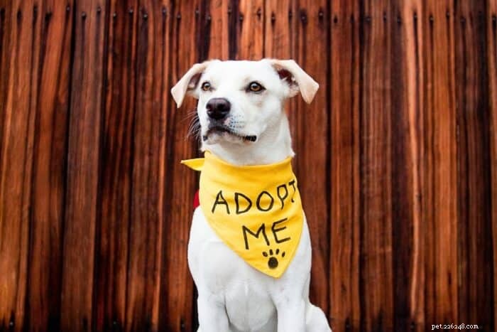 Adopce záchranářského psa:prvních 7 dní