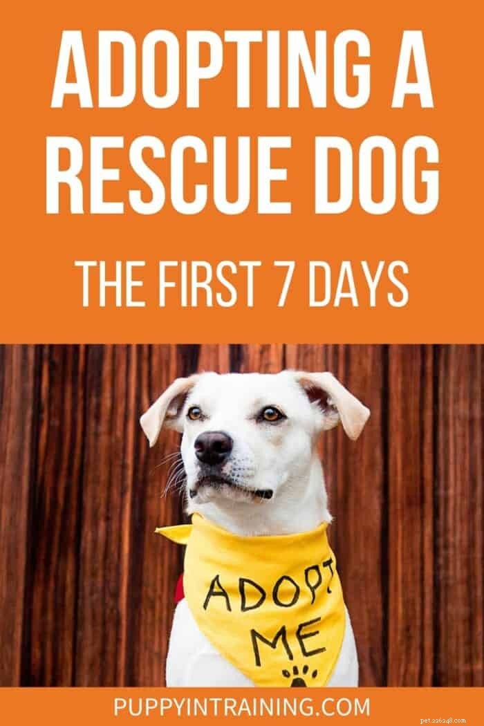 Adozione di un cane da salvataggio:i primi 7 giorni
