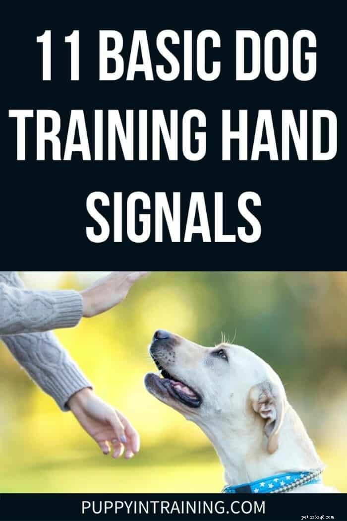 Quais são os sinais manuais comuns para cães? [11 sinais manuais básicos para treinamento de cães]