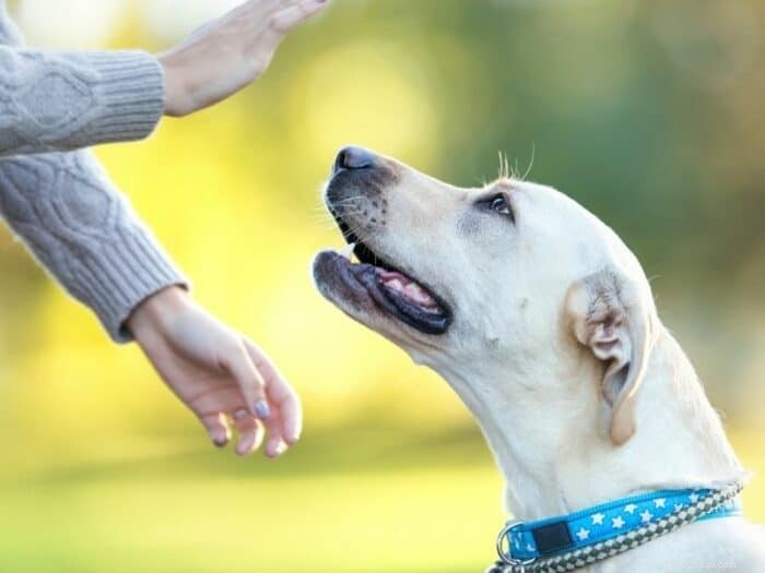 Quais são os sinais manuais comuns para cães? [11 sinais manuais básicos para treinamento de cães]