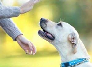 Quais são os sinais manuais comuns para cães? [11 sinais manuais básicos para treinamento de cães]