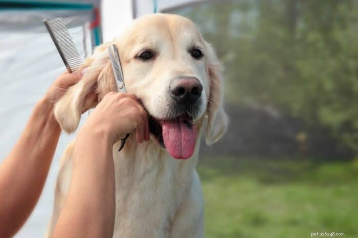 Hoe u een hondentrimmer kiest voor uw golden retriever