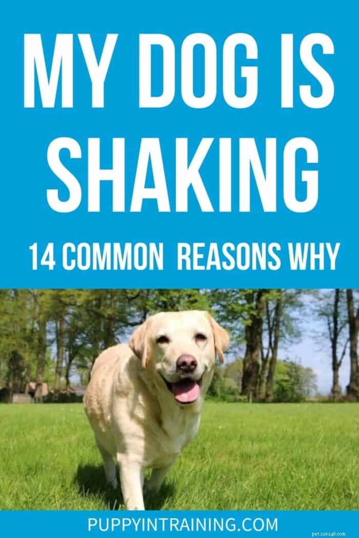 Il mio cane trema e si comporta in modo strano:14 possibili motivi