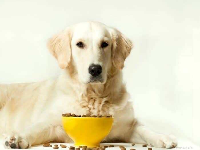 Come scegliere il miglior cibo per cani per il tuo Golden Retriever