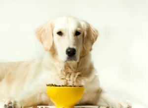 Как выбрать лучший корм для собак для золотистого ретривера