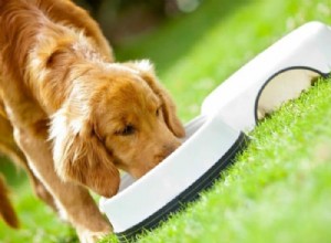 Quanto devo alimentar meu filhote de Golden Retriever? [Tabela Alimentar e Diretrizes de Alimentação]