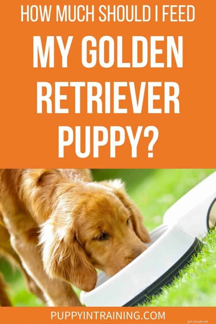Hoeveel moet ik mijn Golden Retriever-puppy voeren? [Voedingstabel en voedingsrichtlijnen]