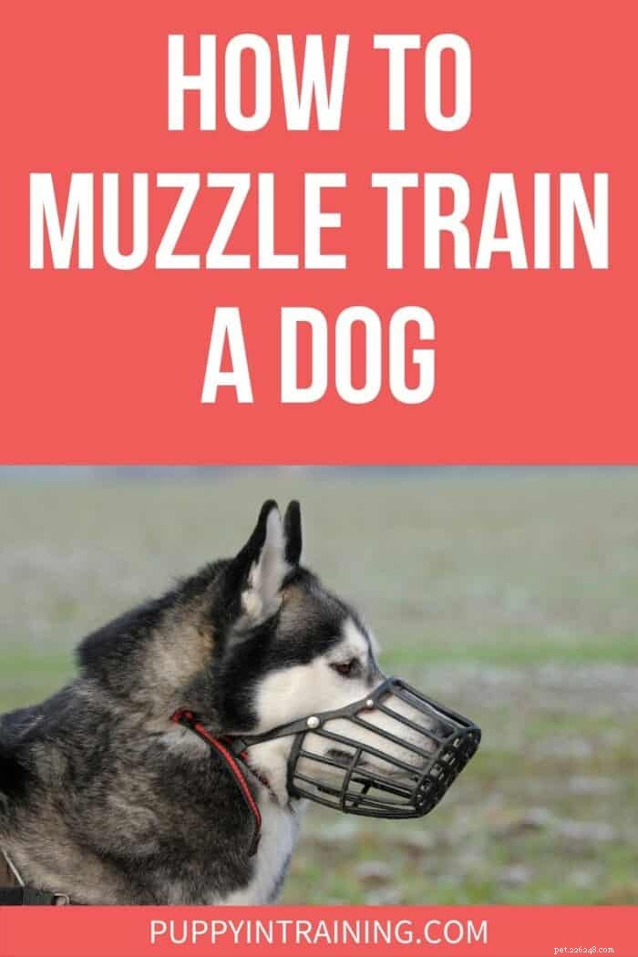 Hoe een hond te muilkorven (wanneer een hond geconditioneerd moet worden tot een hondenmuilkorf en hoe dit te doen) 