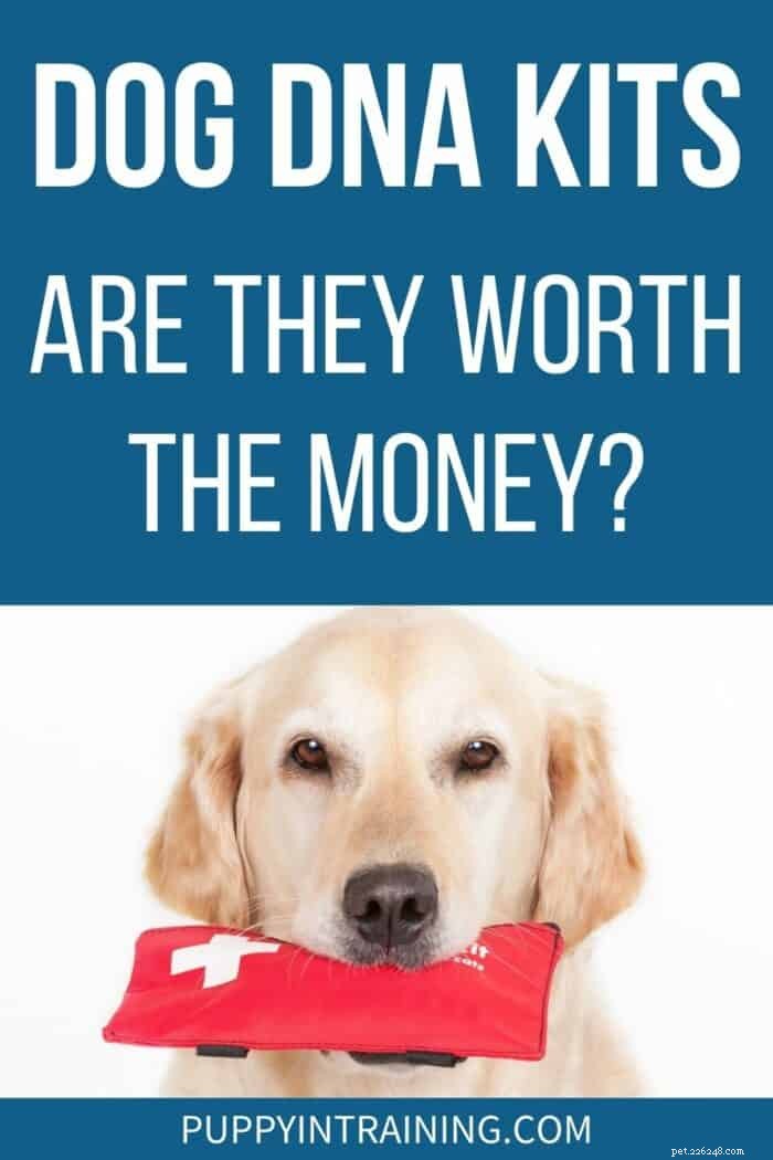Os kits de DNA para cães valem o dinheiro?
