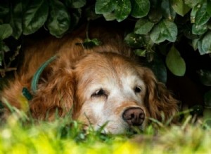 Como cuidar de seu Golden Retriever Sênior