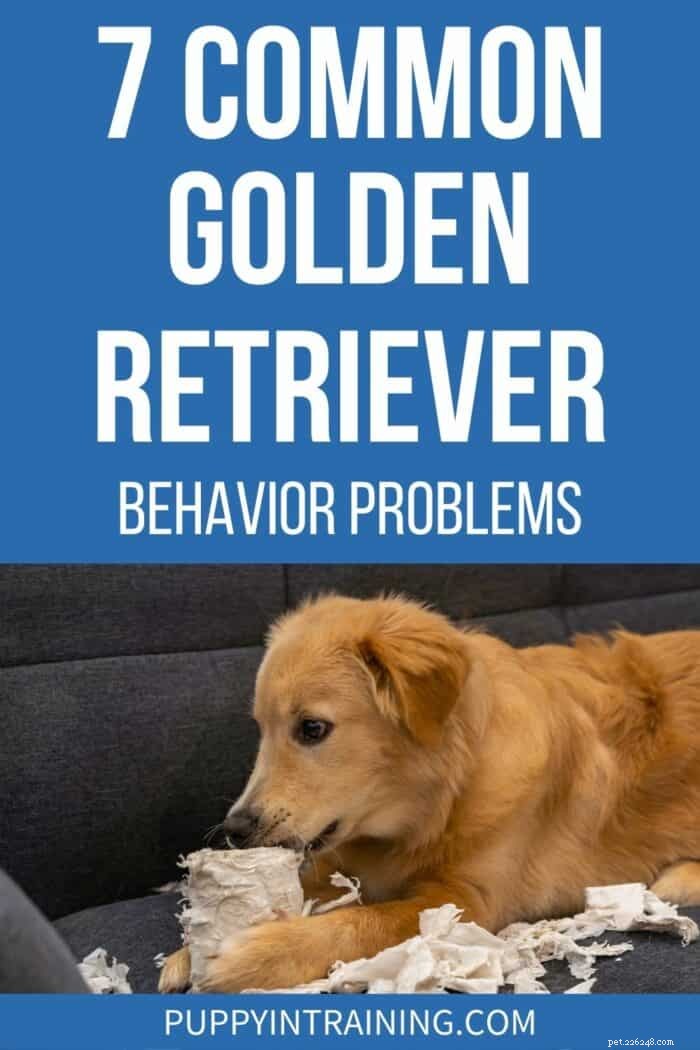 7 problemas comuns de comportamento do Golden Retriever e como corrigi-los