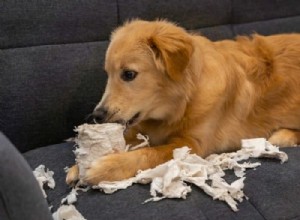 7 problemas comuns de comportamento do Golden Retriever e como corrigi-los