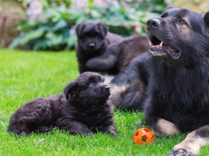 Cuccioli di pastore tedesco nero:una guida a questa razza rara