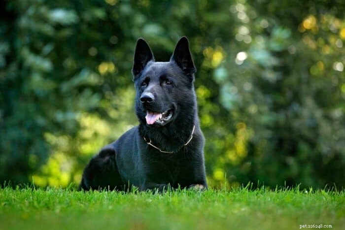 黒い色の犬のための最高の犬の名前 