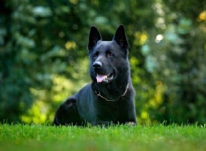 黒い色の犬のための最高の犬の名前 