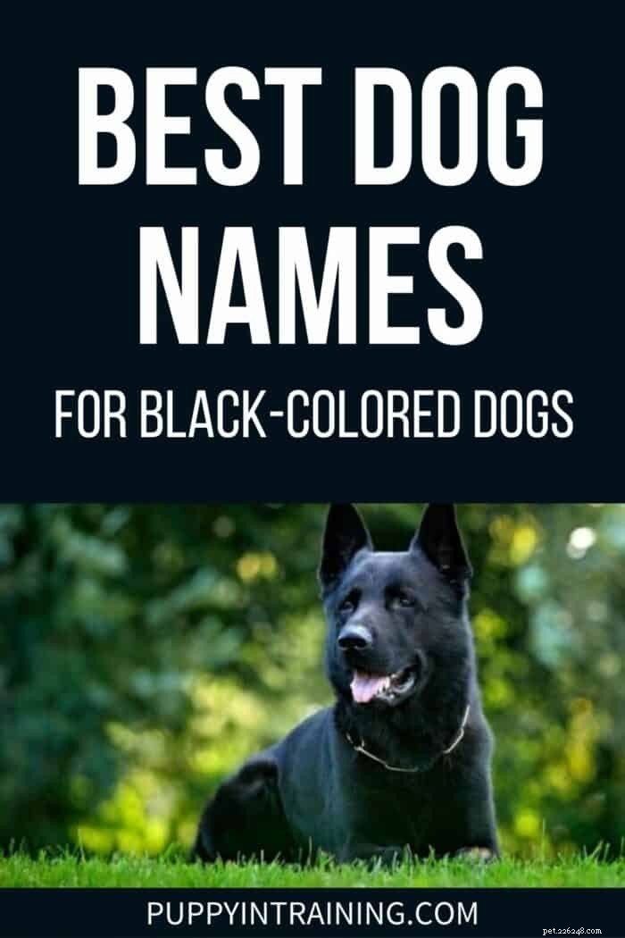 검은색 개를 위한 최고의 개 이름