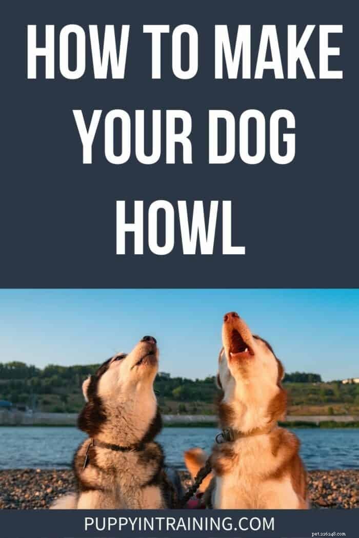 Comment faire hurler votre chien