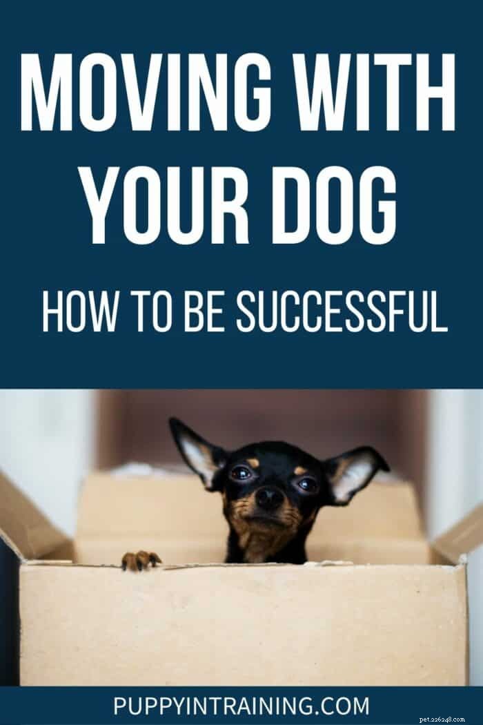 강아지와 함께 이사하기:성공하는 방법