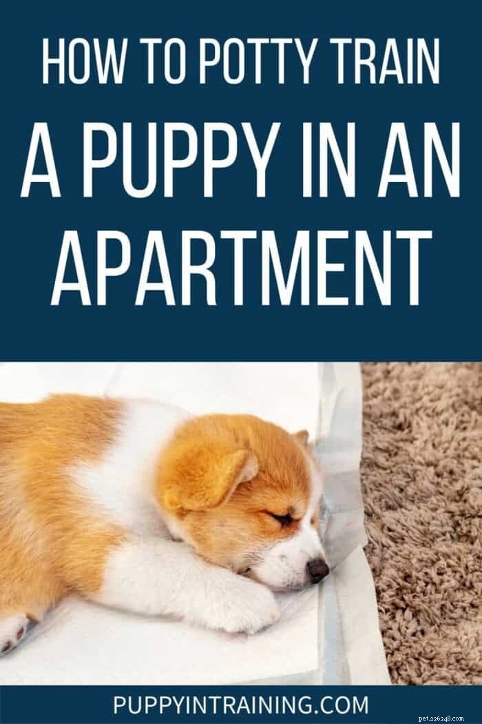 Como treinar um cachorrinho em um apartamento