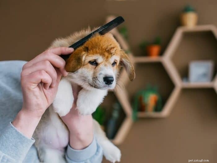 Jak poprvé ostříhat štěně