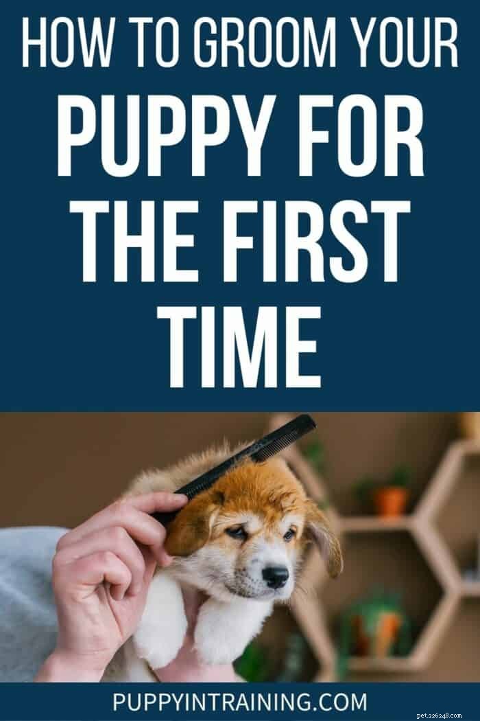 Hoe u uw puppy voor het eerst kunt verzorgen