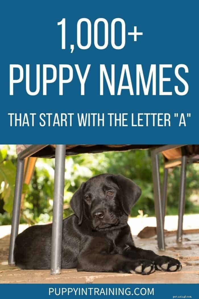 「A」で始まる1,071匹の子犬の名前 