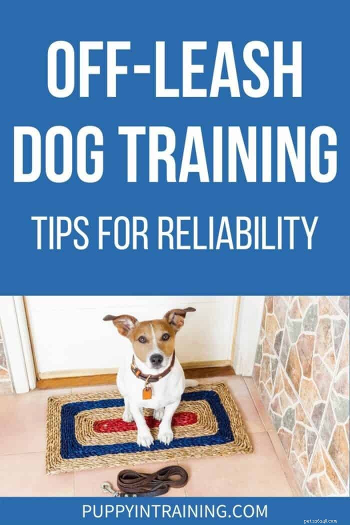 Treinamento de cães sem coleira:dicas para confiabilidade
