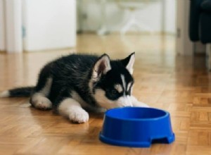 Meu cachorro é um comedor exigente e não come... O que eu faço?