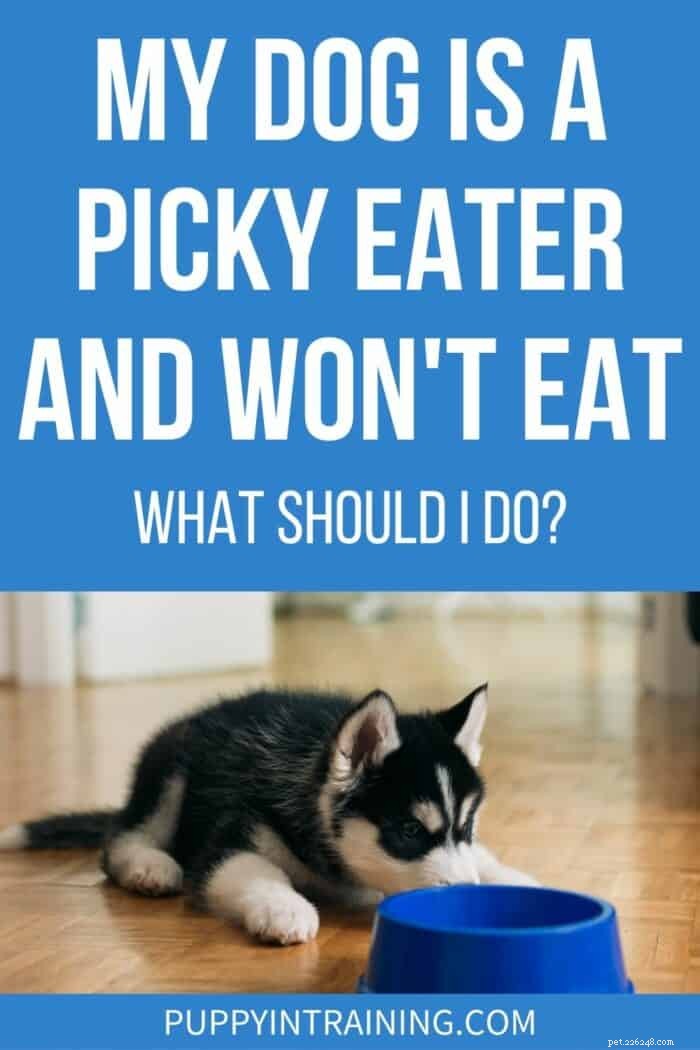 私の犬はうるさい食べる人で、食べません…どうすればいいですか？ 