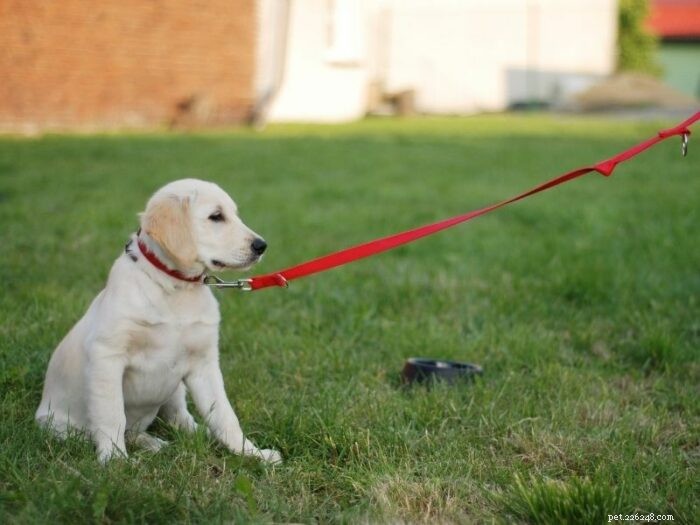Como usar uma fila longa ao treinar seu cão