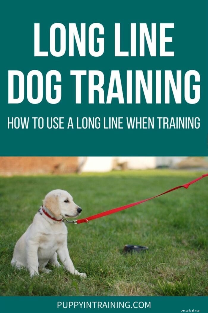 개를 훈련시킬 때 긴 줄을 사용하는 방법