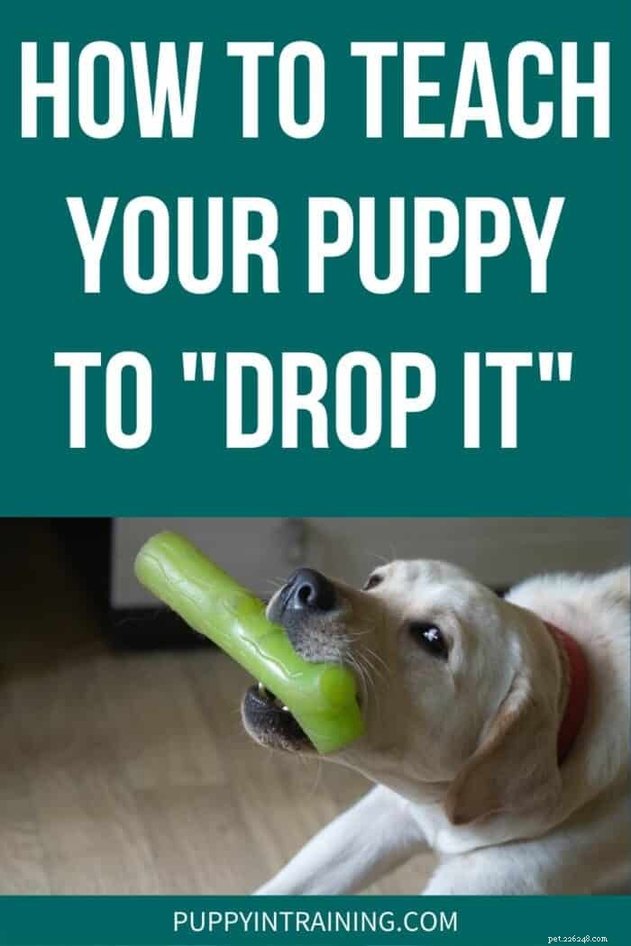 Hoe leer je je puppy om het te laten vallen