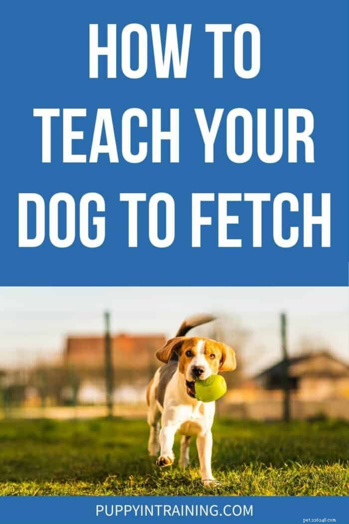 犬にフェッチを教える方法 