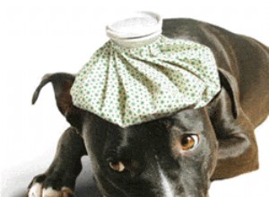 Il tuo cane ha un infezione respiratoria canina?