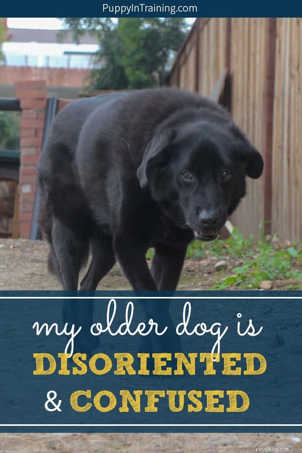 Mon chien âgé est désorienté, déséquilibré et confus – Maladie vestibulaire canine