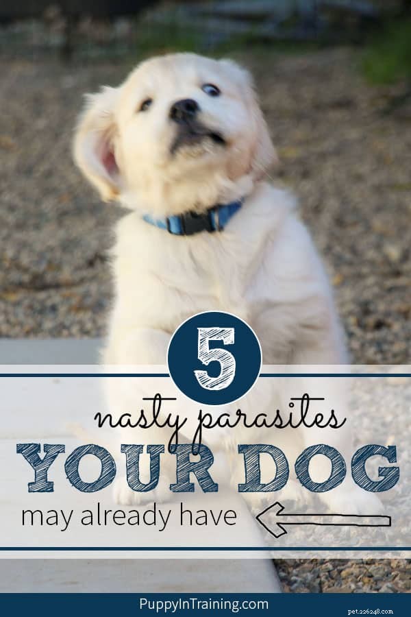 5 vervelende parasieten die je hond misschien al heeft