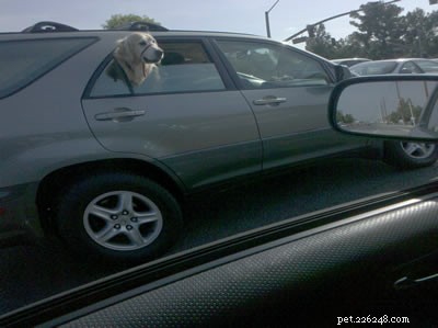 De fem bästa anledningarna till varför en hund sticker ut huvudet genom bilfönstret