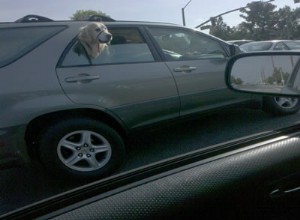 犬が車の窓から頭を突き出す5つの理由 