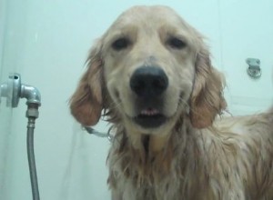 Com que frequência você deve lavar seu cachorro?