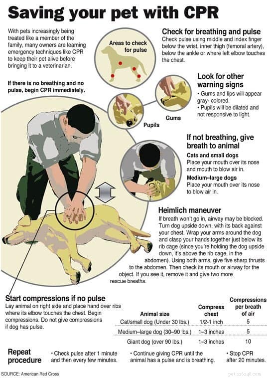 Savez-vous comment pratiquer la RCP chez un chien ?