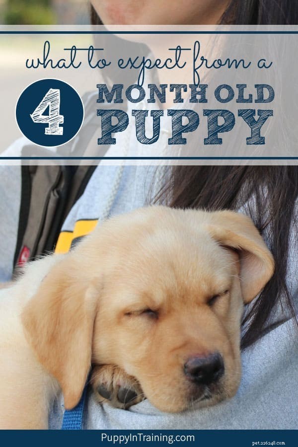 Wat moet uw puppy weten als hij 4 maanden oud is?