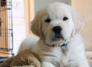 O que você faz com seu cachorro quando trabalha em tempo integral?