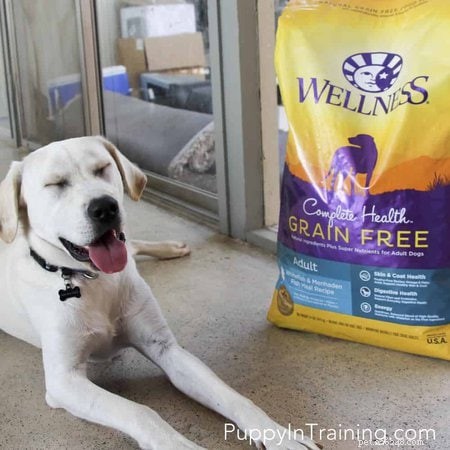 Wellness Complete Health Grain Free Dog Food Review – Hur man hittar ett bra hundfoder #GrainFreeForMe