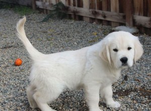 Meu cachorro faz muito xixi... é normal? [Cronograma de um cachorrinho]