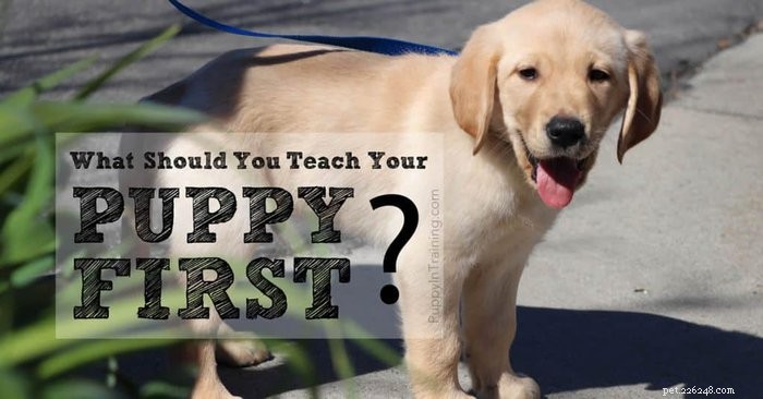 Чему я должен научить своего щенка в первую очередь?