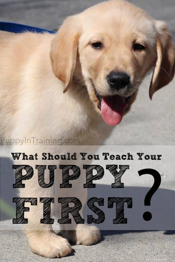 강아지에게 먼저 무엇을 가르쳐야 합니까?