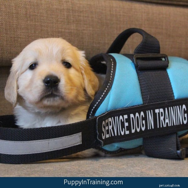 A lista definitiva:Escolas de cães de serviço com programas de adoção