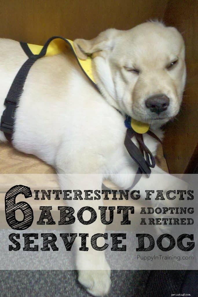 6 intressanta fakta om att adoptera en pensionerad servicehund