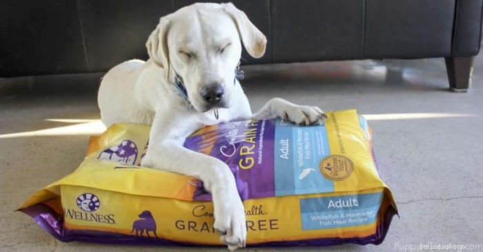웰니스 그레인 프리는 어디에서 얻을 수 있으며 개에게 얼마나 먹여야 합니까? #GrainFreeForMe
