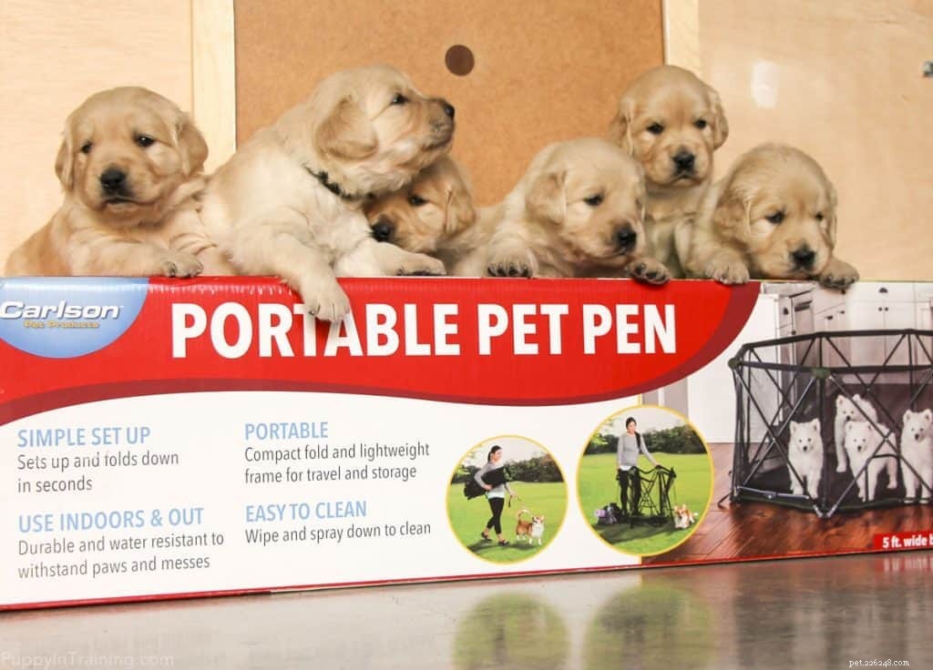 Carlson Portable Pet Pen Review:Första titt på vår nya valplekhage